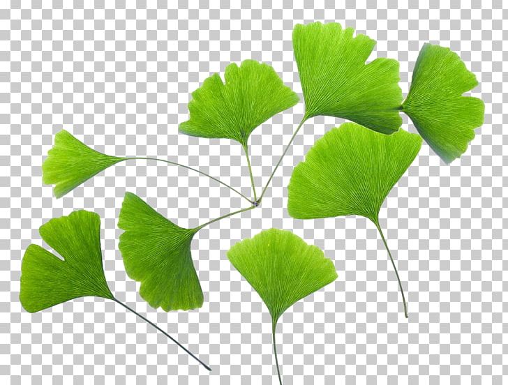 Ginkgo Biloba Extract Leaf Plant PNG, Clipart, Annual Plant, Branch, Centella, Download, Extract Free PNG Download