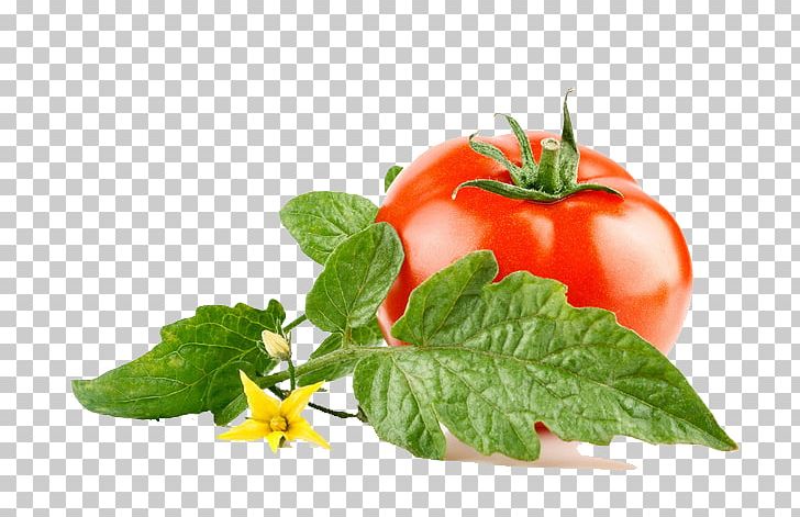 Tomato Paste Vegetable Lettuce Canning PNG, Clipart, Bush Tomato, Canned Tomato, Cherry Tomato, Cucumber, Diet Food Free PNG Download