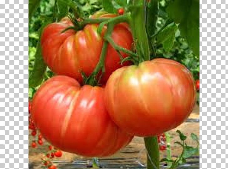 Belmonte Calabro Seed Heirloom Tomato Beefsteak Tomato Capsicum PNG, Clipart, Beefsteak Tomato, Brandywine, Bush Tomato, Capsicum, Diet Food Free PNG Download