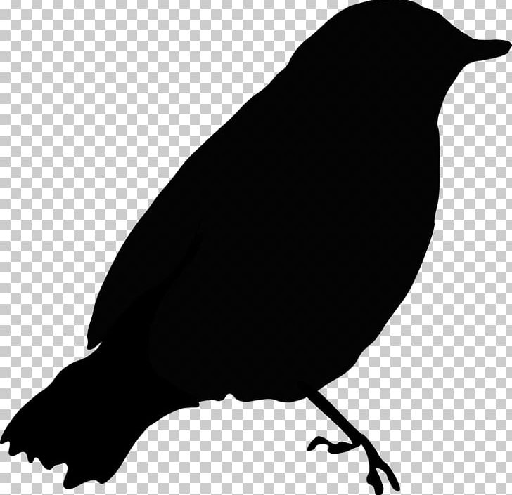 Common Blackbird PNG, Clipart, American Crow, Beak, Bird, Bird Nest, Black And White Free PNG Download