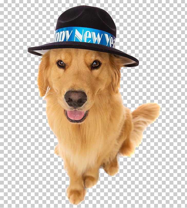 Golden Retriever Puppy New Year's Eve PNG, Clipart, Animals, Carnivoran, Christmas, Companion Dog, Dog Free PNG Download