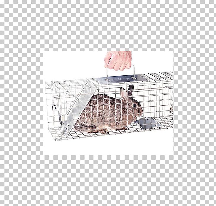 Hare Squirrel Trapping Rabbit Cage PNG, Clipart, Animal, Animal Control And Welfare Service, Animals, Cage, Eastern Gray Squirrel Free PNG Download