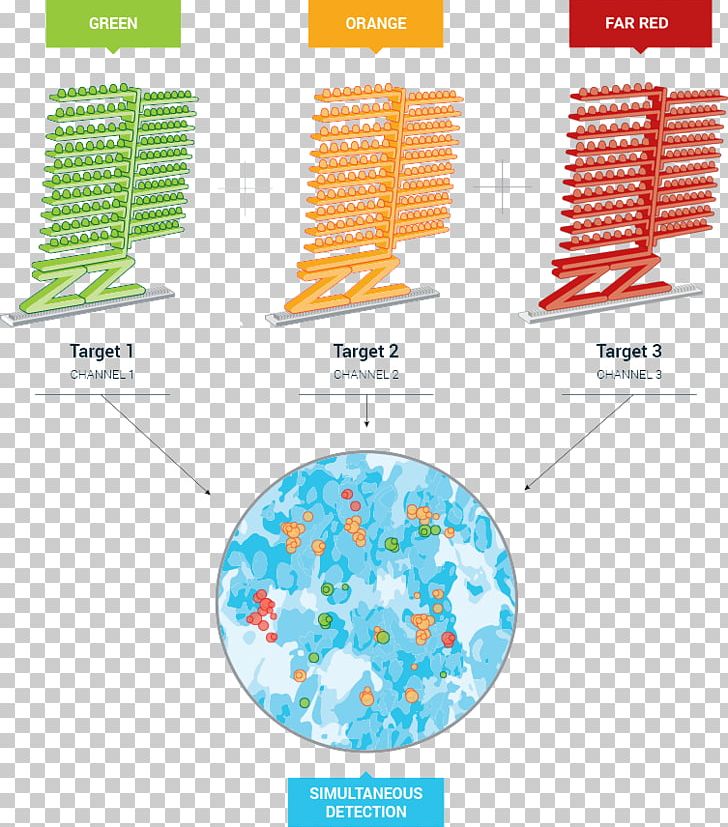 In Situ Hybridization Hybridization Probe Nucleic Acid Hybridization Assay PNG, Clipart, Area, Assay, Brand, Cell, Diagram Free PNG Download