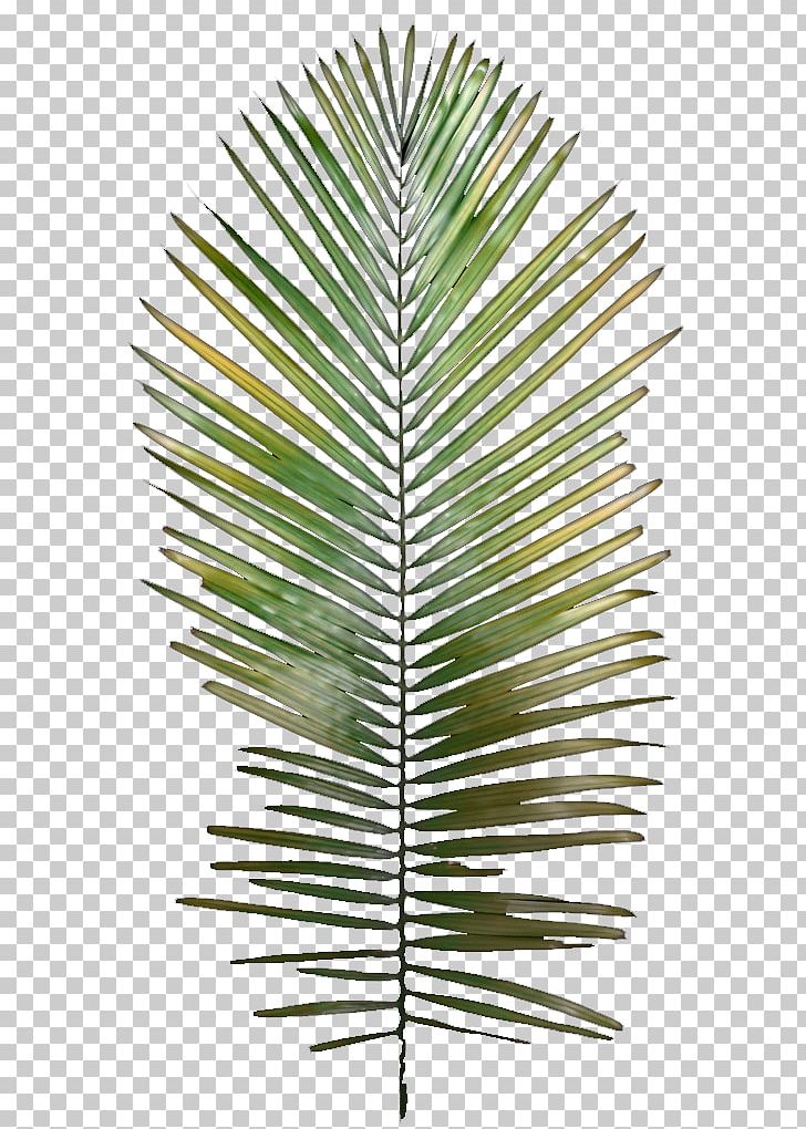 Leaf Tree Arecaceae Plant Stem PNG, Clipart, Albizia Julibrissin, Arecaceae, Arecales, Artificial Flower, Bark Free PNG Download