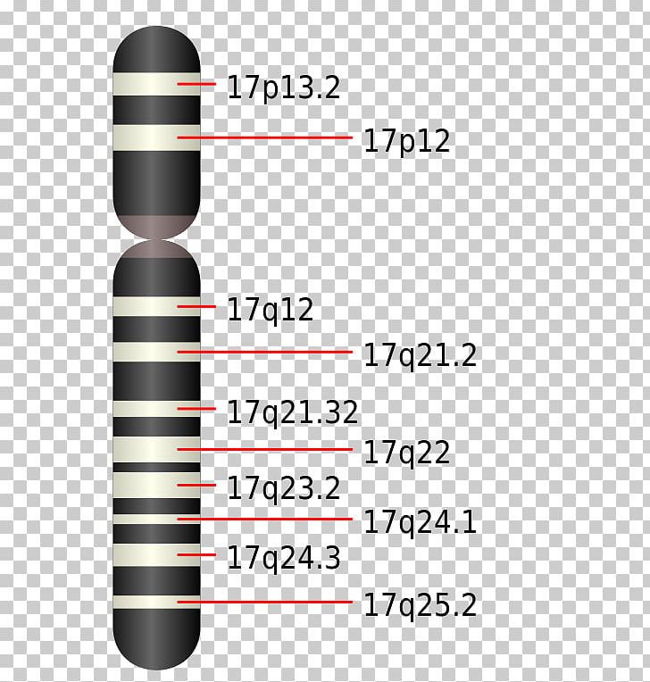 Potocki–Lupski Syndrome Chromosome 17 Genetic Disorder Smith–Magenis Syndrome PNG, Clipart, Area, Cell, Chromosome, Chromosome 17, Chromosome Abnormality Free PNG Download