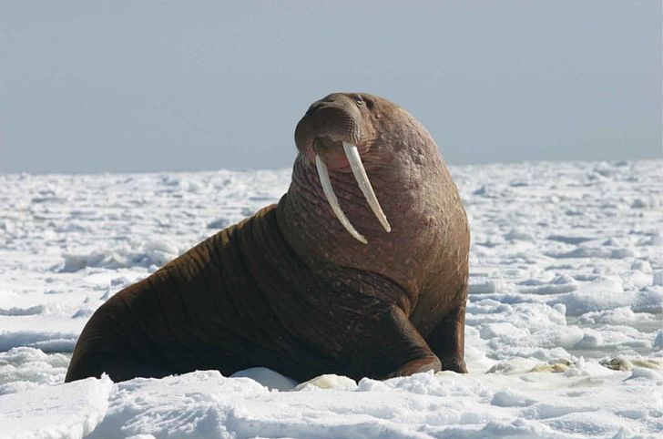 Walrus Migration United States Arctic Walrus Ivory PNG, Clipart, Animal, Animals, Arctic, Arctic Ocean, Center For Biological Diversity Free PNG Download