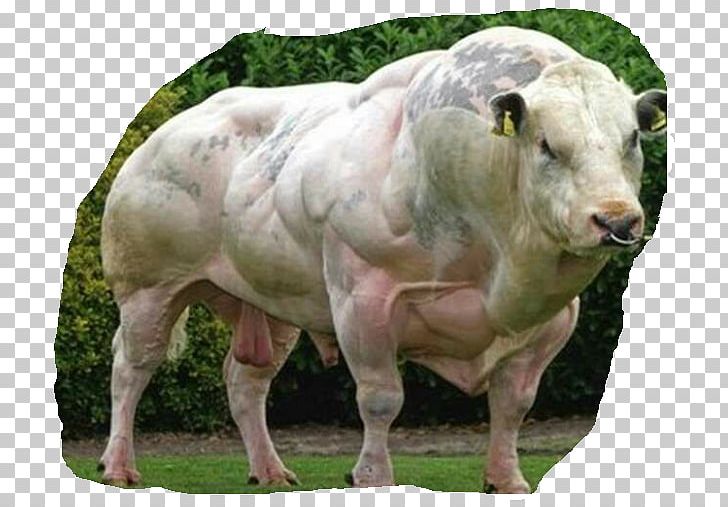 Belgian Blue Beef Cattle Double-muscled Cattle Myostatin PNG, Clipart, Beef Cattle, Belgian Blue, Breed, Bull, Cattle Free PNG Download