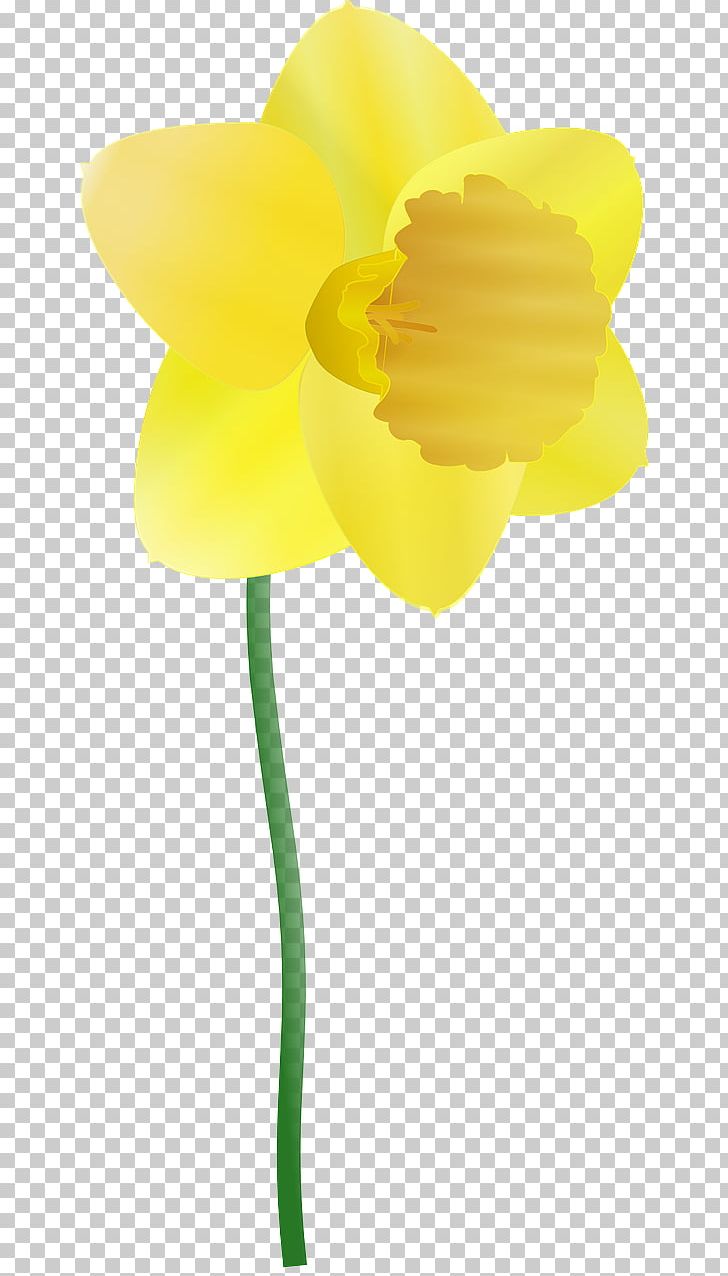 Daffodil PNG, Clipart, Clip, Computer Icons, Cut Flowers, Daffodil, Desktop Wallpaper Free PNG Download
