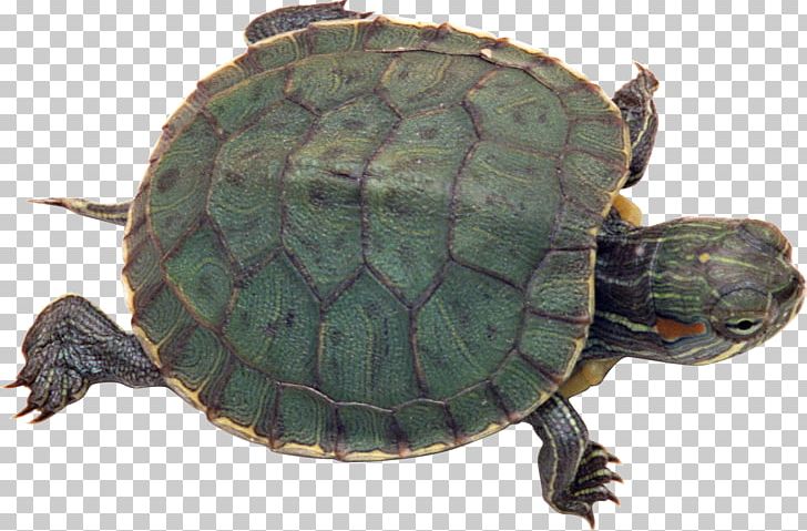 Turtle Pet Tortoise Reptile Red-eared Slider PNG, Clipart, Animal, Animals, Box Turtle, Cat, Chelydridae Free PNG Download