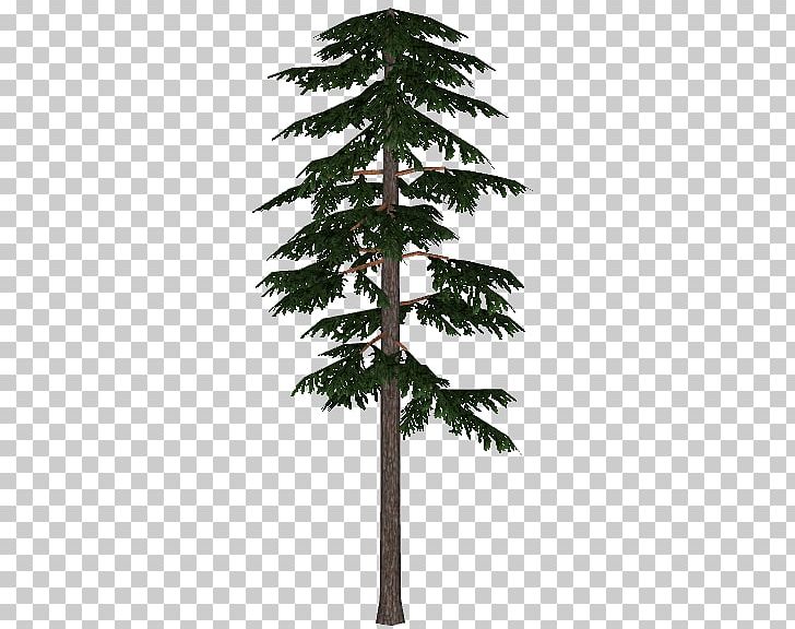 Boreal Forest Of Canada Fir Spruce Scots Pine Pinus Contorta PNG, Clipart, Arecales, Borassus Flabellifer, Boreal Forest Of Canada, Branch, Christmas Ornament Free PNG Download