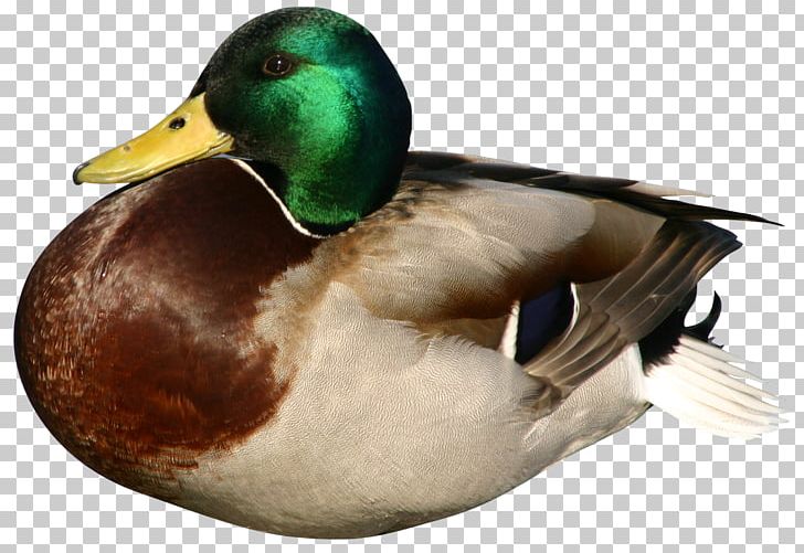 Daisy Duck Daffy Duck Goose Mallard PNG, Clipart, Animals, Anseriformes, Beak, Bird, Canada Goose Free PNG Download