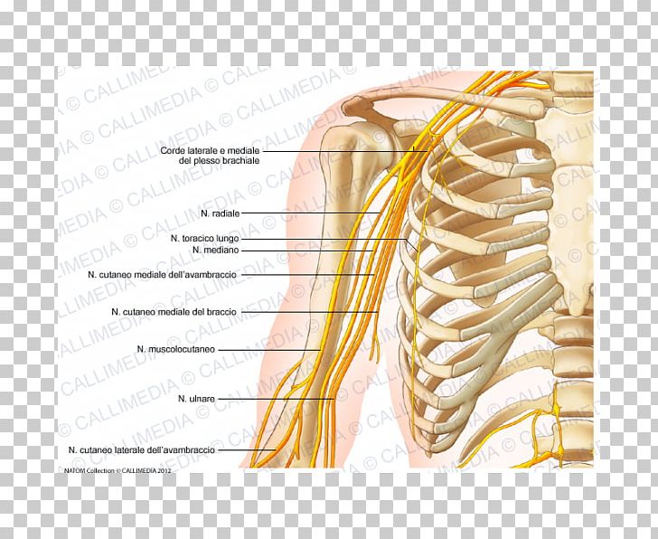 Nervous System Arm Anatomy Human Body Nerve PNG, Clipart, Abdomen Anatomy, Anatomy, Arm, Artery, Commodity Free PNG Download