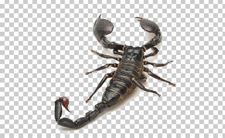 Spider Scorpion Insect Mesobuthus Martensii Tail PNG, Clipart, Abdomen, Alupihan, Animal, Arachnid, Arthropod Free PNG Download