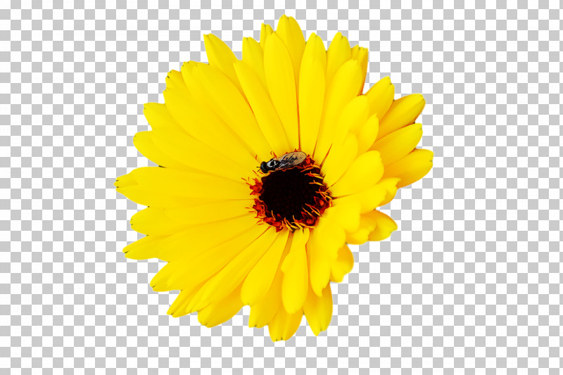 Floral Design PNG, Clipart, Cartoon, Chrysanthemum, Cut Flowers, Floral Design, Flower Free PNG Download