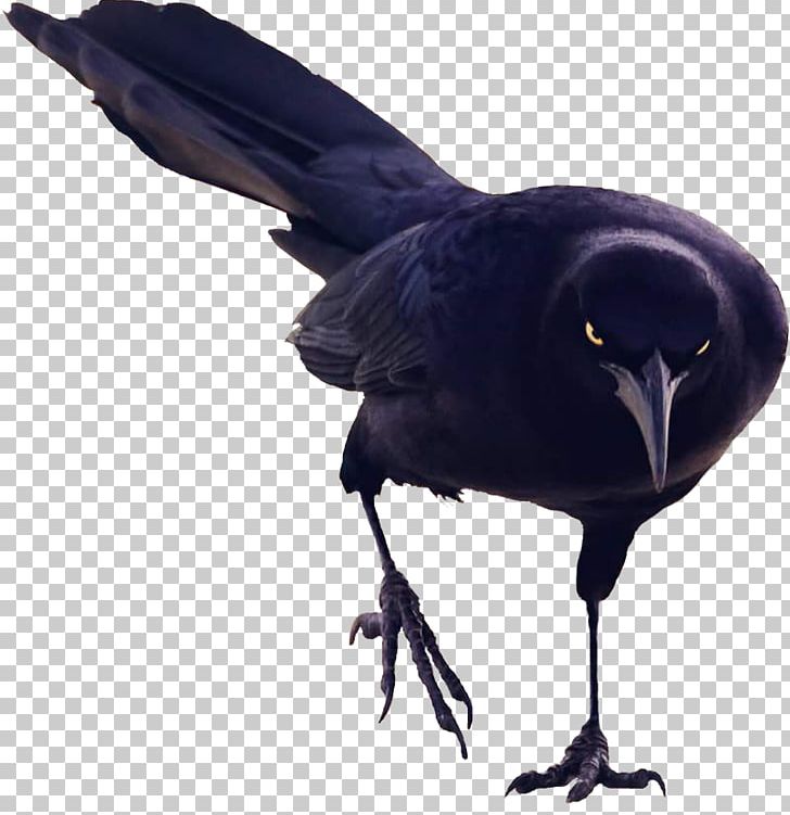 American Crow Rook Bird Passerine New Caledonian Crow PNG, Clipart, All About Birds, American Crow, Animals, Beak, Bird Free PNG Download