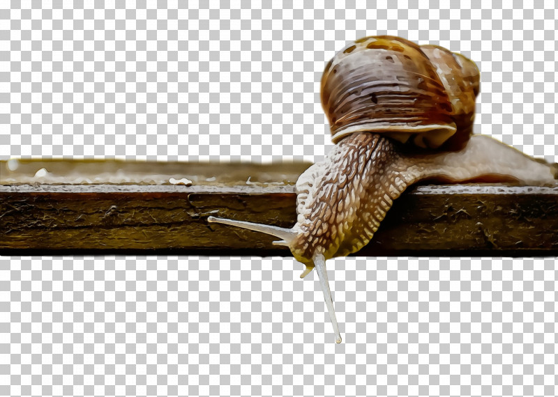 Slug Snail PNG, Clipart, Paint, Slug, Snail, Watercolor, Wet Ink Free PNG Download