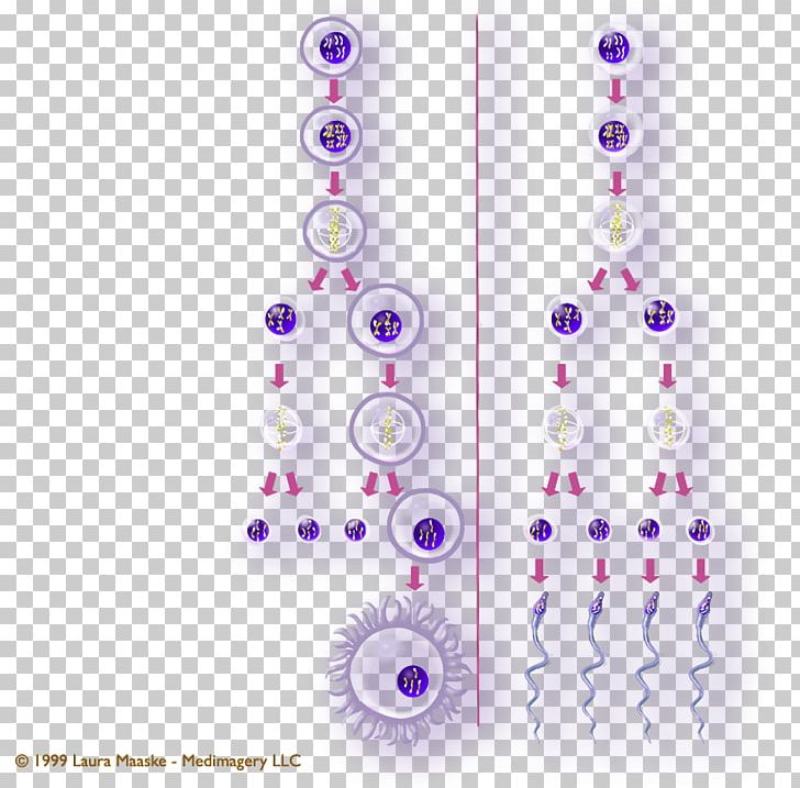 Gametogenesis Meiosis Gamete Spermatogenesis Male PNG, Clipart, Bead, Body Jewelry, Cell, Cell Division, Developmental Biology Free PNG Download