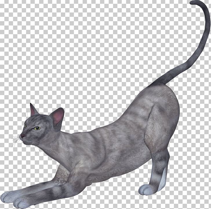 Cat Kitten PNG, Clipart, Animal, Animals, Black Cat, Carnivoran, Cartoon Cat Free PNG Download