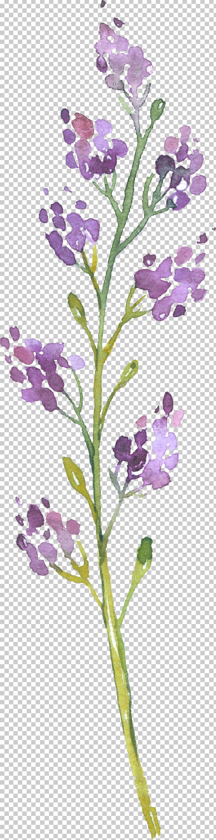 English Lavender Photography Plant Stem PNG, Clipart, Common Sage, Download, English Lavender, Flora, Flower Free PNG Download