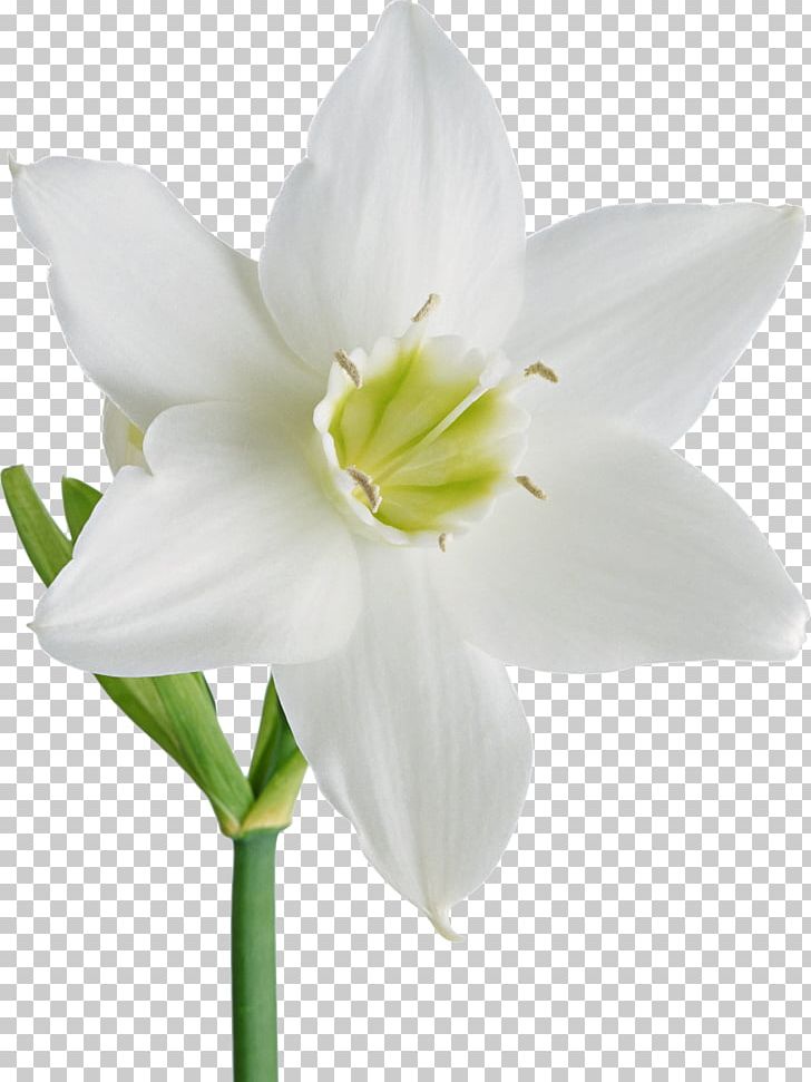 Flower Daffodil Garden Roses PNG, Clipart, Amaryllis Belladonna, Amaryllis Family, Basil, Clip Art, Cut Flowers Free PNG Download