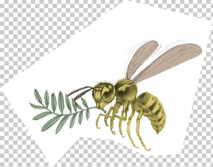 Honey Bee Hornet Wasp Yavapai College PNG, Clipart, Arthropod, Bee, Dard, Honey, Honey Bee Free PNG Download