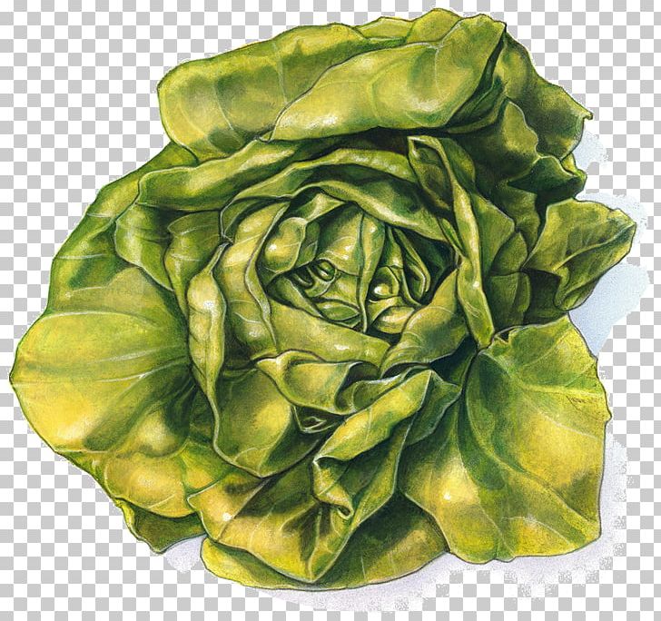 Lettuce Sandwich Drawing PNG, Clipart, Cabbage, Cartoon, Digital Illustration, Drawing, Food Free PNG Download
