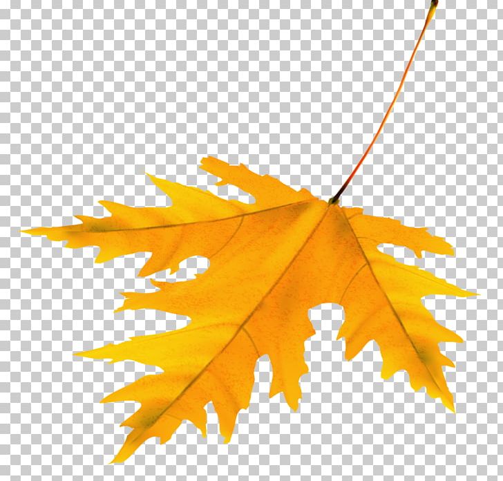 LiveInternet Maple Leaf Diary PNG, Clipart, Autumn, Blog, Diary, Digital Image, Information Free PNG Download