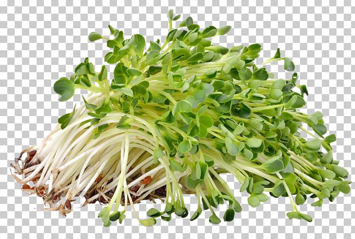 Sprouting Alfalfa Sprouts Microgreen Seed PNG, Clipart, Alfalfa, Alfalfa Sprouts, Eating, Food, Food Drinks Free PNG Download