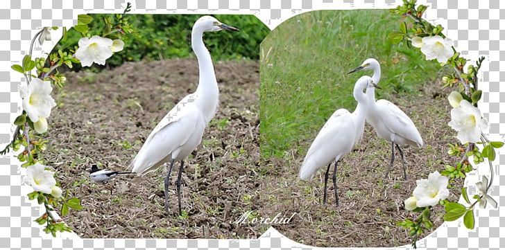 Egret Ibis Stork Fauna Beak PNG, Clipart, Animals, Beak, Bird, Ciconiiformes, Crane Free PNG Download