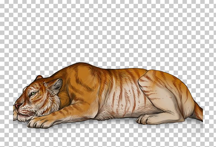 Golden Tiger Lion Tigon Cat PNG, Clipart, Ageing, Animals, Big Cats,  Carnivoran, Cat Free PNG Download