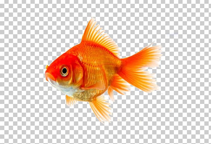 Goldfish Koi Siamese Fighting Fish PNG, Clipart, Animals, Asian Arowana, Bony Fish, Carp, Clip Art Free PNG Download
