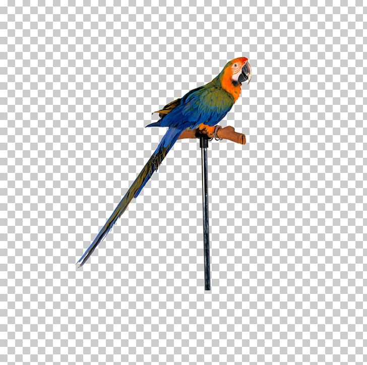 Lovebird True Parrot Macaw PNG, Clipart, Animal, Animal Material, Animals, Beak, Bird Free PNG Download