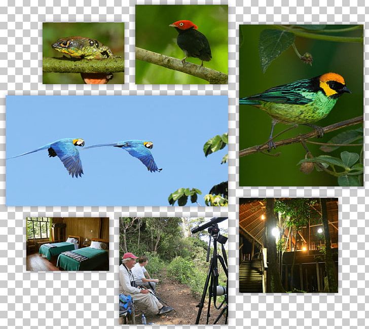 Macaw La Paz Ecosystem Fauna Nick's Adventures Bolivia PNG, Clipart,  Free PNG Download