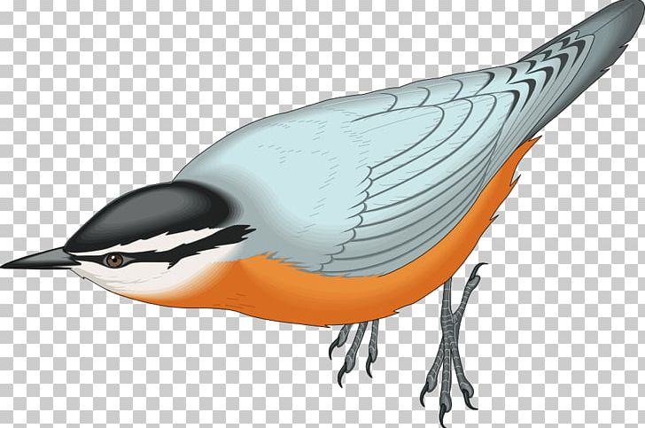 Red-breasted Nuthatch White-breasted Nuthatch Bird PNG, Clipart, Animals, Beak, Bird, Computer Icons, Drawing Free PNG Download