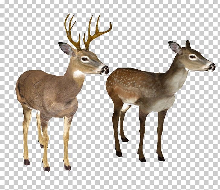 White-tailed Deer PNG, Clipart, Animals, Antelope, Deer, Deer Hunting, Display Resolution Free PNG Download