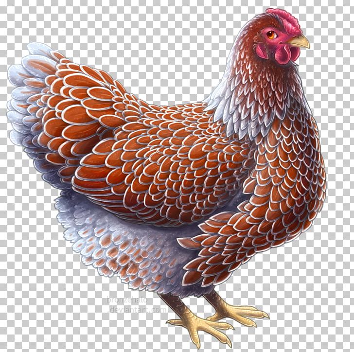 Daejeon Wyandotte Chicken Drawing Plymouth Rock Chicken Art PNG, Clipart, Art, Art School, Beak, Bird, Chicken Free PNG Download