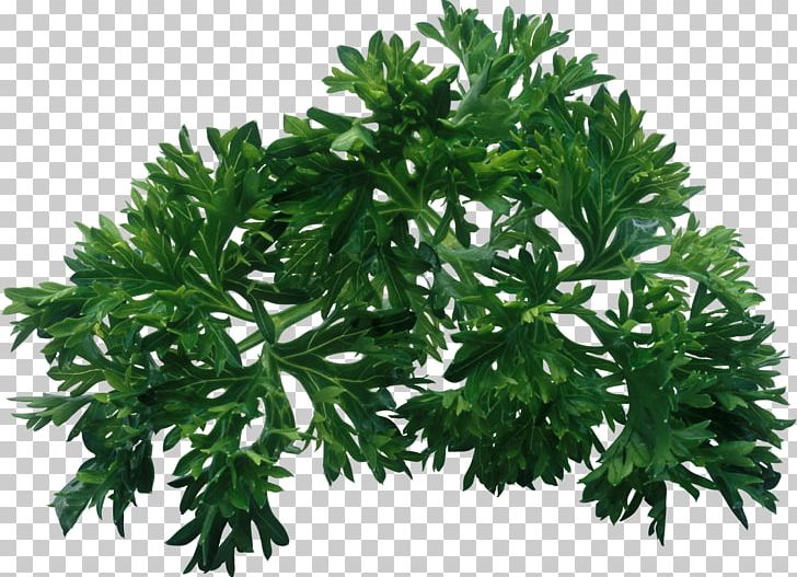 Parsley Herb Leaf Vegetable Dill PNG, Clipart, Branch, Bushes, Condiment, Coriander, Dill Free PNG Download