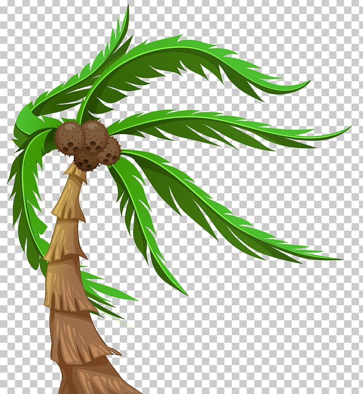 Tree Arecaceae Coconut PNG, Clipart, Animation, Arecaceae, Arecales, Branch, Coconut Free PNG Download