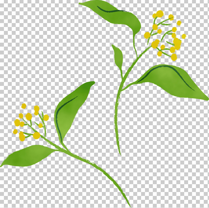 Flower Plant Plant Stem Pedicel PNG, Clipart, Flower, Paint, Pedicel, Plant, Plant Stem Free PNG Download