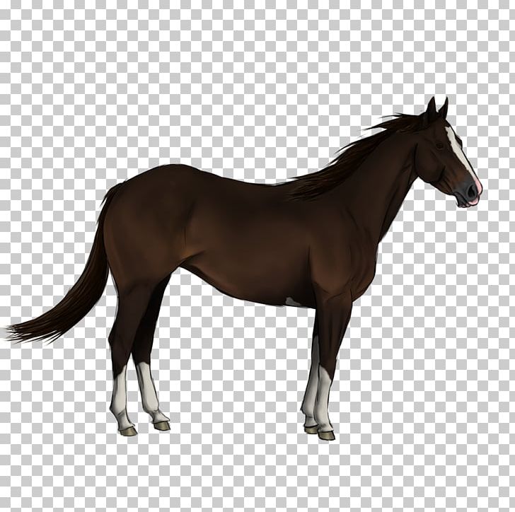 Andalusian Horse Friesian Horse Arabian Horse Shire Horse Entlebucher Mountain Dog PNG, Clipart, Andalusian Horse, Arabian Horse, Bay, Black, Breed Free PNG Download