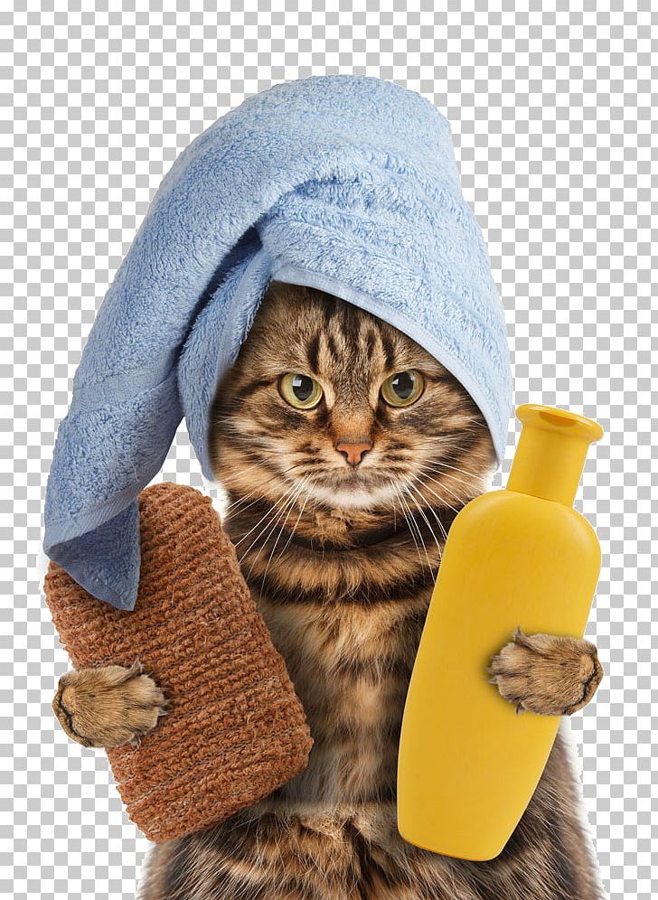 Cat Towel Kitten Pet Polyester PNG, Clipart, Baby Shower, Bathe, Bathroom, Bathtub, Cabinetry Free PNG Download