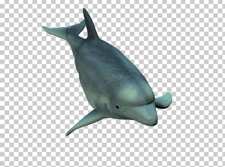 Common Bottlenose Dolphin Short-beaked Common Dolphin Tucuxi Rough-toothed Dolphin PNG, Clipart, Dolphin, Fauna, Fin, Gimp, Mammal Free PNG Download