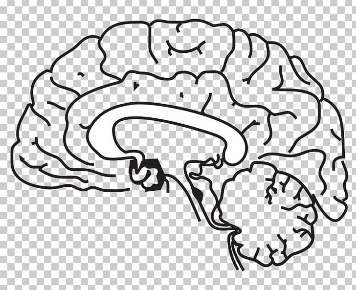 Human Brain PNG, Clipart, Area, Black And White, Brain, Brain Cliparts, Cerebral Hemisphere Free PNG Download
