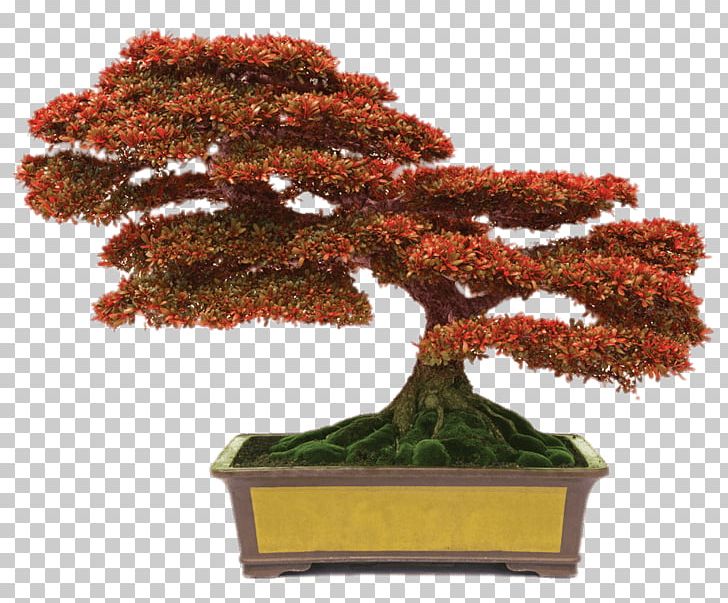 Chinese Sweet Plum Indoor Bonsai Monastery Of The Holy Spirit Flowerpot PNG, Clipart, Bonsai, Chinese, Flowerpot, Garden, Gardening Free PNG Download