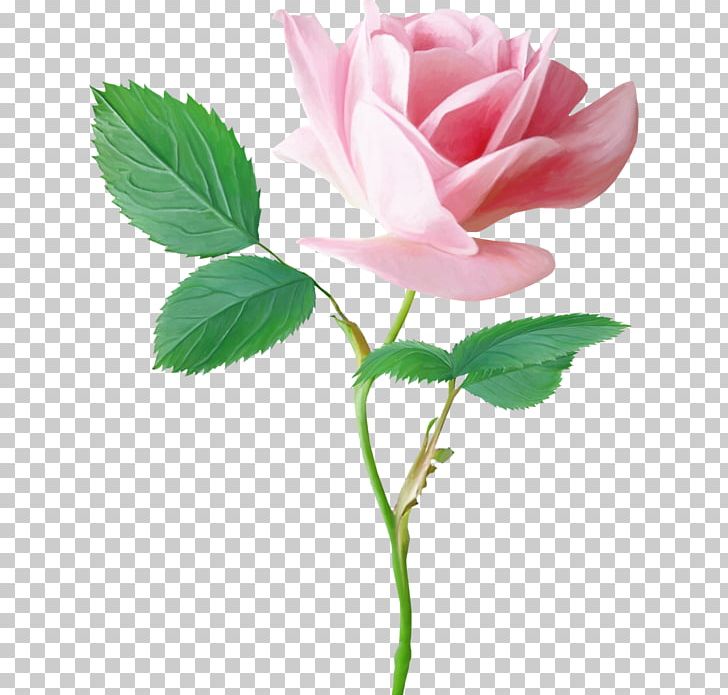 Garden Roses Pink Centifolia Roses Flower PNG, Clipart, Beach Rose, Blog, Bud, Centifolia Roses, China Rose Free PNG Download