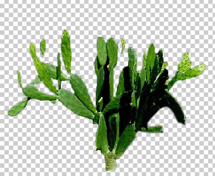 Leaf Vegetable Flowerpot Herb Plant Stem PNG, Clipart, Beautiful, Cactaceae, Cactus, Flower, Flowerpot Free PNG Download
