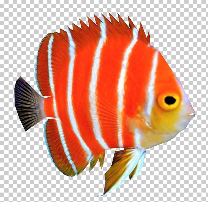Peppermint Angelfish Coral Reef Fish PNG, Clipart, Angel, Angelfish, Angel Fish, Animals, Basslet Free PNG Download