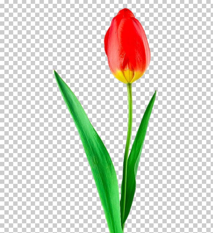 Tulip Gratis PNG, Clipart, Computer, Computer Wallpaper, Creativ, Flower, Flowers Free PNG Download