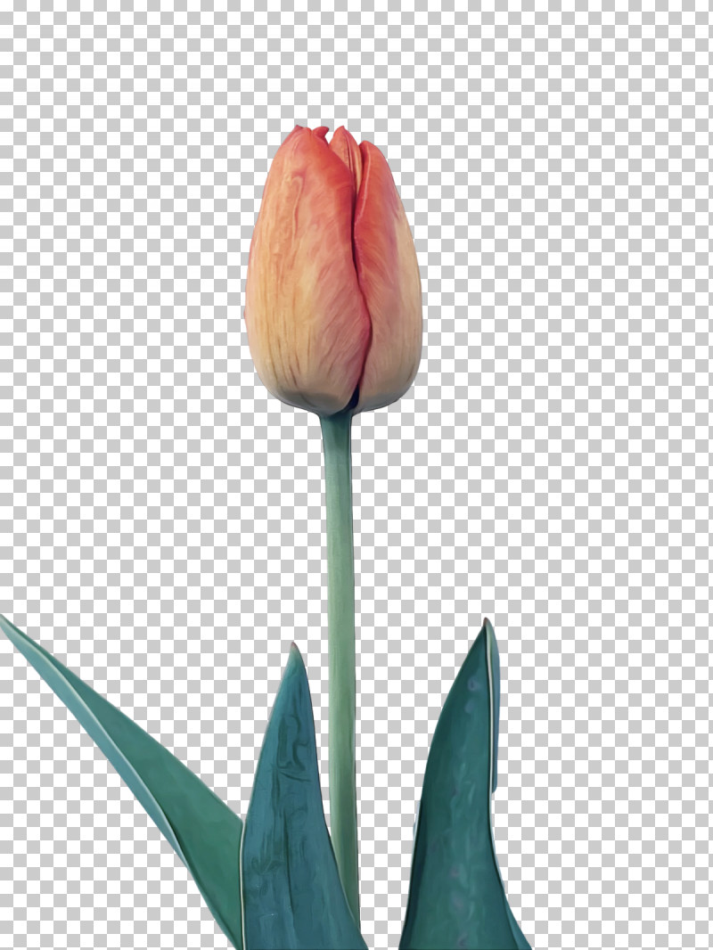 Plant Stem Tulip Lilies Petal Bud PNG, Clipart, Biology, Bud, Flower, Lilies, Lily Free PNG Download