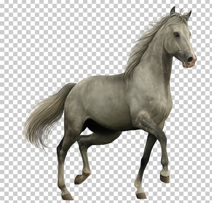 American Paint Horse Akhal-Teke Spanish Mustang Black PNG, Clipart, American Paint Horse, Animal, Black, Bridle, Equestrian Free PNG Download